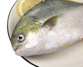 環(huán)球水產(chǎn)冷凍南海金鯧魚(yú)2斤/2條 生鮮魚(yú)類(lèi) 火鍋 深海魚(yú) 海鮮水產(chǎn) 家庭聚餐 曬單實(shí)拍圖