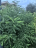 歌莉婭女裝襯衫春裝洋氣法式職業(yè)裝氣質(zhì)正裝制服襯衣小衫上衣1C3C3D050 03W本白 S 曬單實(shí)拍圖