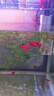 魚(yú)缸燈led燈防水超亮全光譜三色小水族箱潛水專(zhuān)用彩燈燈管 21W三色變光94cm（100-110cm缸用） 曬單實(shí)拍圖