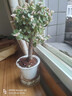 金枝玉葉多肉植物組合盆栽綠植花卉水培水養(yǎng)精品高端冷門稀有老樁 早安吸水盆+金枝玉葉 獨(dú)桿（高22-30cm） 曬單實(shí)拍圖