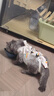 皇家狗糧 成犬狗糧 犬糧 通用犬型 CC 通用糧 ≥12月 3KG 曬單實(shí)拍圖