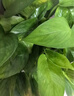 綠有意綠蘿盆栽除甲醛室內好養花卉植物綠蘿批發(fā)辦公室新房裝修凈化空氣 180白色羅馬柱綠蘿4盆+壺+10肥 帶盆帶土發(fā)貨 曬單實(shí)拍圖