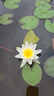京鮮生欽蜜9號(hào)黃金百香果 5斤單果70g+/25-35個(gè)  生鮮水果 源頭直發(fā) 曬單實(shí)拍圖