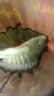 小鳳仙去殼孔雀羽毛浮漂春釣高靈敏加粗醒目魚漂綜合底釣輕口鯽魚鯉魚漂 19Z綜合混養(yǎng)【漸細(xì)尾】鉛約2.38g HY-A 曬單實(shí)拍圖