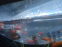 寵小俠小型熱帶魚(yú)斑馬魚(yú)燈科魚(yú)魚(yú)苗活體觀(guān)賞魚(yú)淡水好養耐活寶蓮燈孔雀魚(yú) 今日特惠混色斑馬30條 限時(shí)優(yōu)惠 曬單實(shí)拍圖