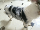 福來(lái)恩（FRONTLINE）狗狗進(jìn)口驅蟲(chóng)藥中型犬去跳蚤蜱蟲(chóng)藥滴劑原研藥1.34ml*3支裝 曬單實(shí)拍圖