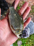 光威（GW）3.9米無(wú)法一本鯽本調鯽魚(yú)竿超輕超細魚(yú)竿手竿臺釣竿釣魚(yú)竿魚(yú)桿 曬單實(shí)拍圖