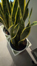 植男植女網(wǎng)紅大型金邊虎皮蘭北歐植物客廳臥室辦公室觀(guān)葉綠植盆栽源頭直發(fā) 曬單實(shí)拍圖