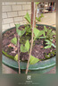 黃忠文 番荔枝苗鳳梨釋榴蓮釋迦果苗牛奶迦佛頭果樹(shù)苗嫁接苗盆栽庭院種 鳳梨釋迦2年苗（高30-50cm） 曬單實(shí)拍圖