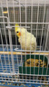 朗繽 鸚鵡活體鳥活物虎皮鸚鵡幼鳥玄鳳寵物鳥說話鳥雛鳥活體 黃化玄風(fēng)1只 曬單實拍圖