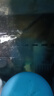 漁師傅魚(yú)池假山循環(huán)抽水泵低吸側吸可調流量潛水泵魚(yú)缸水泵噴泉抽水泵機 MF45W可調流量3000L/H*送水管1.5米 曬單實(shí)拍圖
