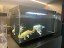 闊庭（KUOTING）烏龜缸桌面透明生態(tài)烏龜缸烏客廳水族箱黑色 曬單實(shí)拍圖