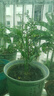 大海邊 天堂鳥(niǎo)帶根盆栽水培植物網(wǎng)紅綠植辦公室客廳四季常青吸甲醛 【1棵】天堂鳥(niǎo)20-30公分高不含瓶+肥料 曬單實(shí)拍圖