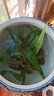 【京東物流】魚(yú)缸水草植物水培蜈松裝飾陰性?xún)艋|(zhì)生態(tài)造景全套 迷你矮皇冠草11支（7-10厘米）送4個(gè)杯 曬單實(shí)拍圖