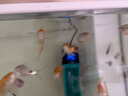 備能 土霉素魚(yú)藥爛尾爛肉白點(diǎn)充血腸炎魚(yú)用烏龜藥白眼病腐皮爛甲100片 曬單實(shí)拍圖