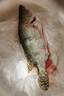 鮮活桂魚(yú)400-500g 曬單實(shí)拍圖