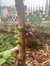 倍輕松Scalp3頭皮智能按摩梳扶光金 紅光護發(fā)養發(fā)生發(fā)梳電動(dòng)上藥導入儀頭皮部按摩儀器 實(shí)用生日禮物 曬單實(shí)拍圖