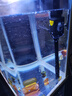 寵街坊小魚(yú)缸一體缸自循環(huán)水族箱桌面客廳小型送禮生態(tài)魚(yú)缸造景240 曬單實(shí)拍圖