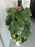 綠蘿柱天堂鳥(niǎo)大型綠植客廳室內大葉植物盆栽新房除甲醛凈化空氣 大葉綠蘿柱1.4-1.5米【鉆石樹(shù)脂盆】 曬單實(shí)拍圖