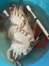 舟山梭子蟹鮮活特大野生大螃蟹新鮮冷凍海鮮水產(chǎn)海蟹飛蟹白蟹順豐 9兩以上/只【5斤凈重 超大肥美】 曬單實(shí)拍圖
