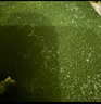 【動(dòng)物奶油】抹茶千層蛋糕 400g 曬單實(shí)拍圖