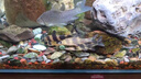 百因美（BIOZYM）小型魚(yú)貼片魚(yú)食觀(guān)賞魚(yú)孔雀魚(yú)熱帶魚(yú)魚(yú)飼料斗魚(yú)神仙魚(yú)燈科魚(yú)金魚(yú)糧 螺旋藻貼片飼料110g 曬單實(shí)拍圖
