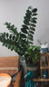 德沃多肥料植物營(yíng)養土通用50L園藝種菜養花土壤花卉蔬菜有機基質(zhì)土種植土 曬單實(shí)拍圖