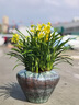 Only you【兩小時達】蘭花盆栽室內(nèi)帶花苞名貴春蘭墨蘭開業(yè)喬遷生日禮物 綠色蘭花-綠精靈【美人面花盆】 曬單實拍圖