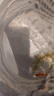 中國紅冷水淡水觀(guān)賞魚(yú)錦鯉魚(yú)活魚(yú)金魚(yú)小型好養紅鯉魚(yú)純種小錦鯉 4-6CM紅草金一條 曬單實(shí)拍圖