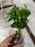 九里香盆栽茉莉花綠植室內(nèi)驅(qū)蚊四季開花帶花苞七里香水培盆景植物 【特價】高約16cm九里香+竹柏各6棵 九里香 曬單實拍圖
