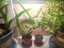 三思京東集采JC系列全光譜植物燈補光燈仿太陽(yáng)光植物生長(cháng)盆夾燈-12W 曬單實(shí)拍圖