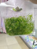 水族魚(yú)草孔雀魚(yú)下崽避難所竹節草新手水草好養耐活靜水凈水小魚(yú)缸 10-20cm30多棵竹節草帶1個(gè)沉底瓷環(huán)  水袋散裝 曬單實(shí)拍圖