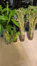 水培米竹室內(nèi)盆栽植物水養(yǎng)觀音竹富貴竹南天竹客廳竹子花卉綠植 精品米竹50顆【50-60厘米】 曬單實(shí)拍圖