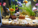 【龍晴?鴻運】冷水魚(yú)魚(yú)苗幼苗小金魚(yú)鴻運當頭獅子頭好養耐活小型金魚(yú)龍睛金魚(yú)大眼 龍睛+鴻運紅獅隨機6條【不可備注顏色】 4-6厘米【靈動(dòng)好看】 曬單實(shí)拍圖