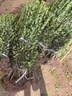 冬青樹(shù)苗法國北海道黃楊直立籬笆墻庭院圍墻植物四季常青耐寒綠籬 冬青30-40厘米高50棵 帶土發(fā)貨 81cm(含)-110cm(含) 曬單實(shí)拍圖