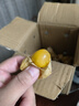 東北姑娘果新鮮當(dāng)季水果酸甜燈籠果甜菇娘果整箱特產(chǎn)源頭直發(fā)包郵 【帶箱0.5斤】 單果5g+ 曬單實拍圖