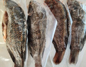翔泰海南三去羅非魚/海南鯛1400g/共4條免處理 生鮮魚類 海鮮水產(chǎn)  曬單實拍圖