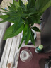 【帶盆高度約15-25cm】特價(jià)發(fā)財樹(shù)盆栽室內植物客廳自吸水好養 單桿發(fā)財樹(shù)+鉆紋球自吸水盆 花盆直徑約10cm 曬單實(shí)拍圖