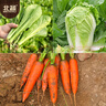 北蔬 蘿卜白菜種子香菜菠菜胡蘿卜生菜秋季種 10種秋冬季蔬菜種子套餐 曬單實拍圖