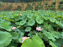 川珍八角200g 罐裝廣西大紅大料燉肉香辛料燒鹵肉調(diào)料包火鍋底料茴香 曬單實(shí)拍圖