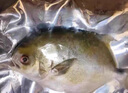 翔泰 海南金鯧魚(yú)凈重900g 2條裝  魚(yú)類(lèi)生鮮 燒烤 火鍋食材 海鮮水產(chǎn) 曬單實(shí)拍圖