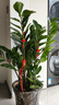 雅致金錢(qián)樹(shù)大盆栽室內大型綠植喬遷開(kāi)業(yè)禮物0.9-1m招財進(jìn)寶源頭直發(fā) 曬單實(shí)拍圖
