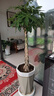 發(fā)財樹(shù)大型綠植室內客廳花卉大盆栽落地辦公室擺件陽(yáng)臺放輕松植物 【辮子造型】1-1.2m 原盆 曬單實(shí)拍圖