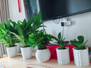 行湘白掌綠植盆栽桌面花卉水培 白掌+白色塑料泡泡吸水盆 源頭直發(fā) 曬單實(shí)拍圖