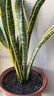 萌肉居高大型植物金邊虎皮蘭植物花卉綠植盆栽70-90cm高6-8棵源頭直發(fā) 曬單實(shí)拍圖
