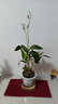 香水石斛蘭花苗盆栽四季開(kāi)花帶花劍好養花卉植物客廳辦公桌面綠植 香水石斛蘭帶花+北歐吸收盆約30cm高 曬單實(shí)拍圖
