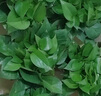 綠有意綠蘿盆栽室內植物花卉綠植水培長(cháng)藤垂吊大葉綠籮新房家用吸除甲醛 120原盆儲水綠蘿10盆+壺+10肥 帶盆帶土發(fā)貨 曬單實(shí)拍圖