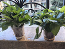 恰意綠蘿盆栽室內植物花卉綠植水培長(cháng)藤垂吊大葉綠籮新房家用凈化空氣 120#原裝自吸水2盆+5包肥【普惠裝】 曬單實(shí)拍圖