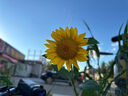 蕉下（beneunder）襪子女防臭襪抗菌夏季透氣短襪防滑吸汗運動船襪休閑襪 深口 4雙 曬單實拍圖