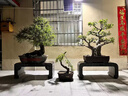 石雕花架中式花園青石戶(hù)外底座花臺盆景供桌石桌石凳庭院落地擺件 長(cháng)花架100長(cháng)X40寬X40高 備注要 曬單實(shí)拍圖